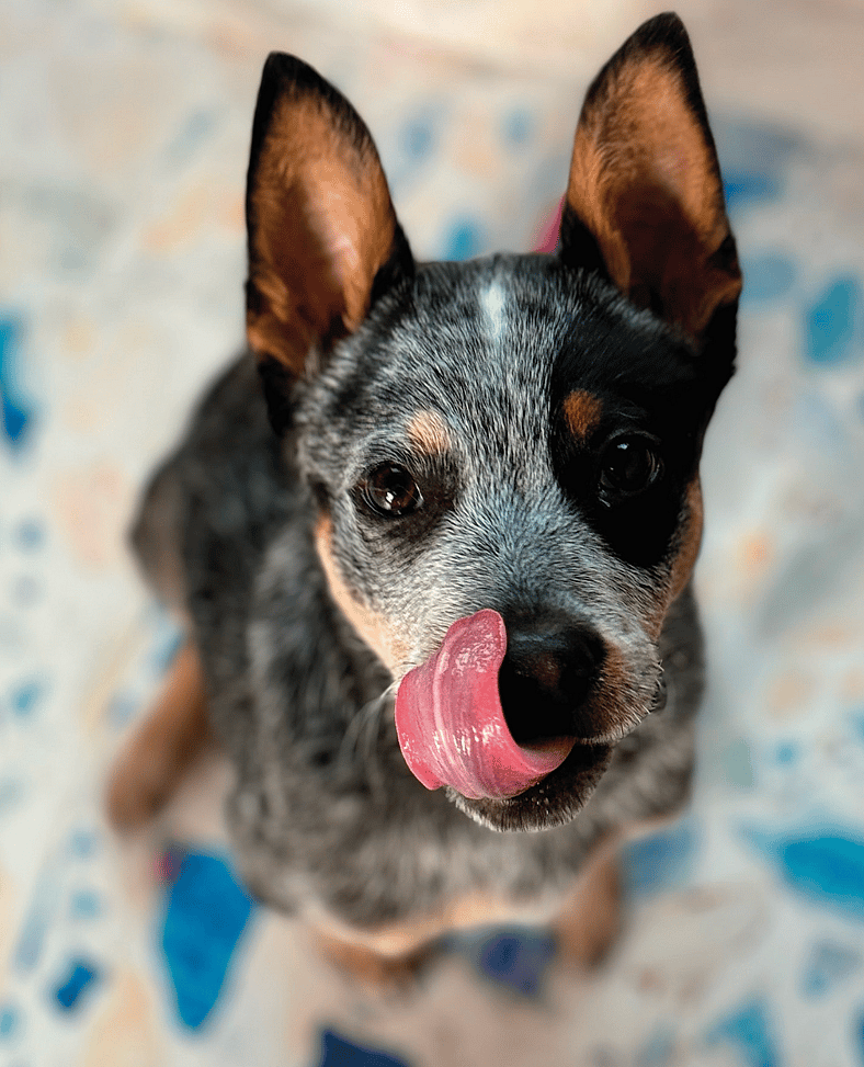 From Broken Bones to Boundless Joy: How Bean the Puppy Overcame Pain and Found His Forever Home